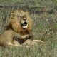 Une vidéo époustouflante d'un affrontement entre un homme et un jeune lion lors d'un safari en Afrique