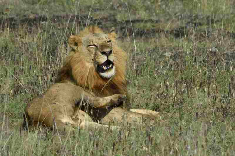 Une vidéo époustouflante d'un affrontement entre un homme et un jeune lion lors d'un safari en Afrique
