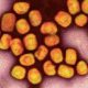 Centres africains de contrôle des maladies : On traite la variole du singe comme un état urgence
