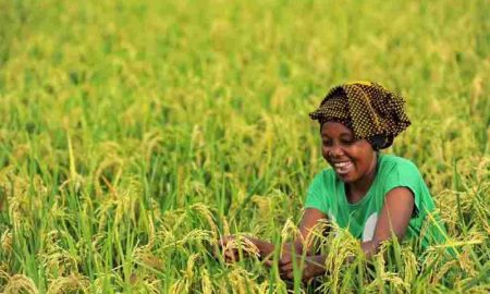 Les donateurs lancent une initiative pour transformer les interventions agricoles en Afrique