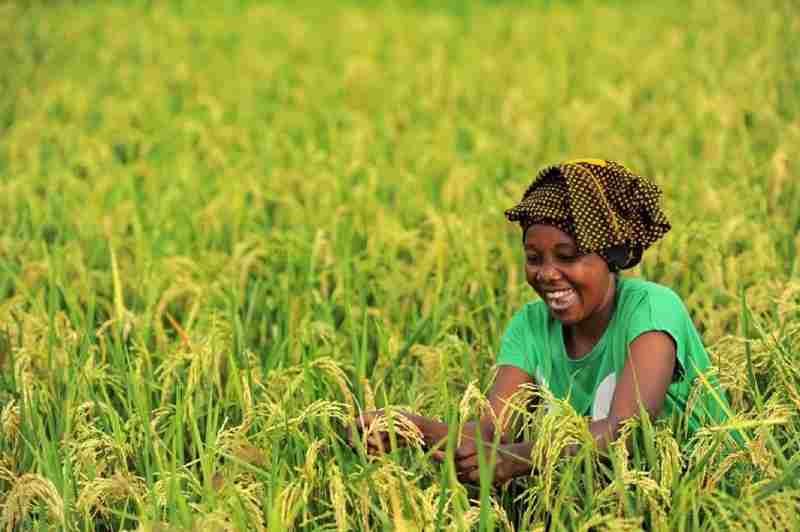 Les donateurs lancent une initiative pour transformer les interventions agricoles en Afrique