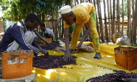 Avec une augmentation de 500 millions de dollars, le café éthiopien atteint des taux de production record