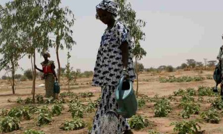 Les solutions basées sur la nature ont un sens économique et environnemental pour les agriculteurs du Ghana