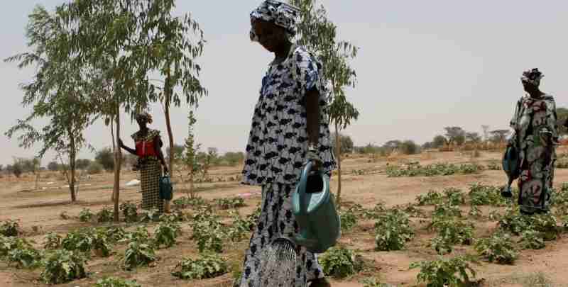 Les solutions basées sur la nature ont un sens économique et environnemental pour les agriculteurs du Ghana