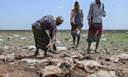 L'OMS met en garde contre la famine dans la Corne de l'Afrique