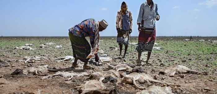 L'OMS met en garde contre la famine dans la Corne de l'Afrique