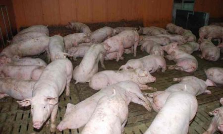 Le Tatarstan impose la "quarantaine" dans 22 régions en raison de la peste porcine africaine