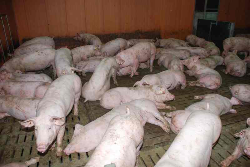 Le Tatarstan impose la "quarantaine" dans 22 régions en raison de la peste porcine africaine
