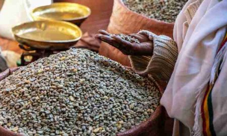 Des problèmes climatiques se préparent pour l'industrie du café en Afrique