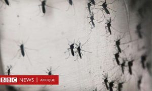 Des scientifiques freinent la croissance des parasites pour lutter contre le paludisme en Afrique