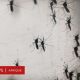 Des scientifiques freinent la croissance des parasites pour lutter contre le paludisme en Afrique
