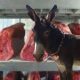 Le phénomène de vente de viande d'âne et de chien en Algérie est encore très répandu