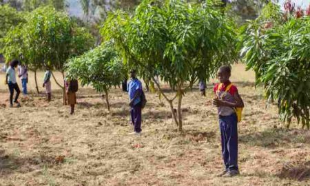 Un ambitieux projet de reboisement de 100 000 hectares de forêts menacées par la désertification en Angola