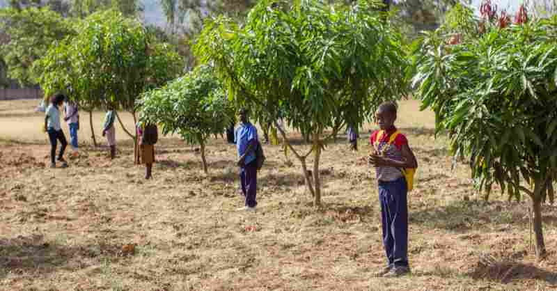 Un ambitieux projet de reboisement de 100 000 hectares de forêts menacées par la désertification en Angola