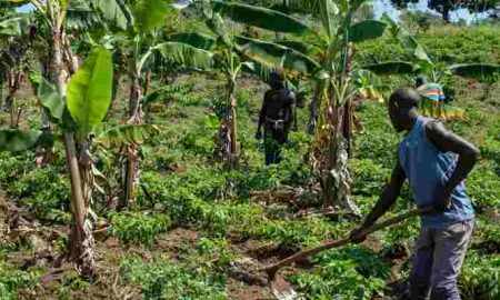 Le Fonds OPEP accorde un prêt de 60 millions de dollars pour promouvoir la sécurité alimentaire et le développement agricole en Côte d'Ivoire