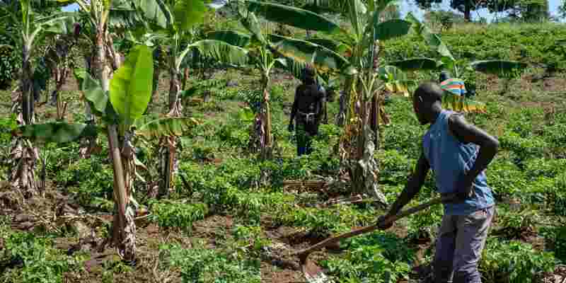 Le Fonds OPEP accorde un prêt de 60 millions de dollars pour promouvoir la sécurité alimentaire et le développement agricole en Côte d'Ivoire