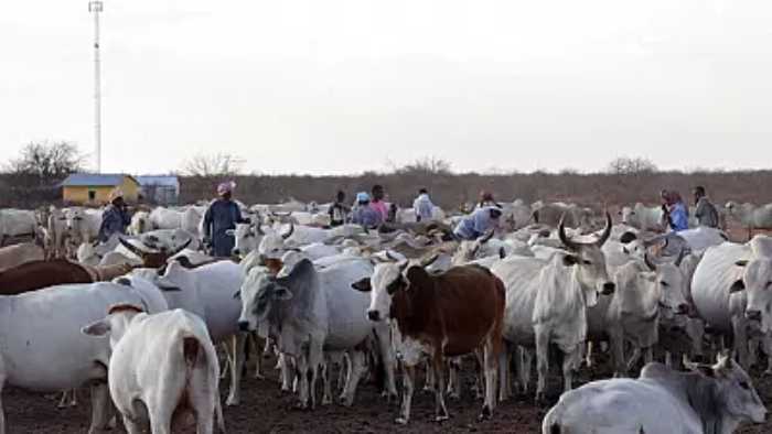 Kenya : 11 personnes, dont huit policiers, tuées par des voleurs de bétail dans le nord