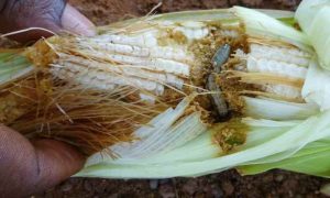 Les chenilles légionnaires dévastent les champs de maïs dans l'est de la RD Congo