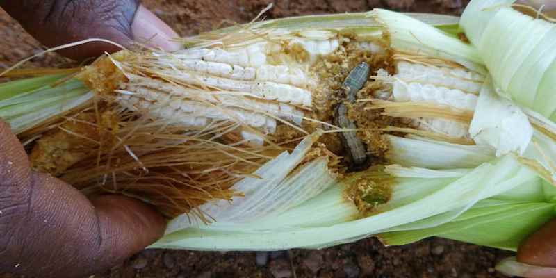 Les chenilles légionnaires dévastent les champs de maïs dans l'est de la RD Congo