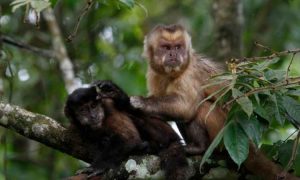 Une rançon demandée...un gang kidnappe 3 singes dans une réserve congolaise et menace de leur couper la tête