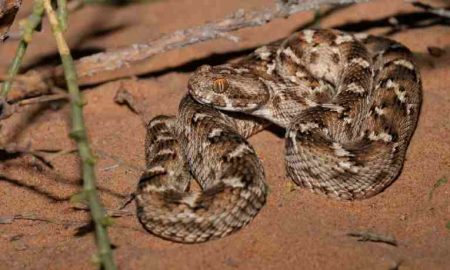 "Des vies menacées"...Augmentation du nombre de serpents et de scorpions après les inondations qui ont frappé le Soudan