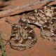 "Des vies menacées"...Augmentation du nombre de serpents et de scorpions après les inondations qui ont frappé le Soudan