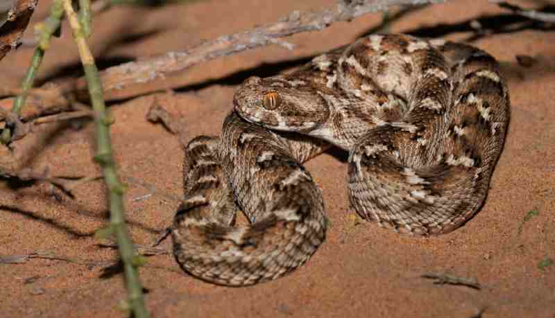 "Des vies menacées"...Augmentation du nombre de serpents et de scorpions après les inondations qui ont frappé le Soudan