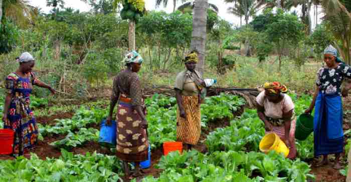 Un projet conjoint des Nations Unies pour autonomiser les femmes rurales en Afrique