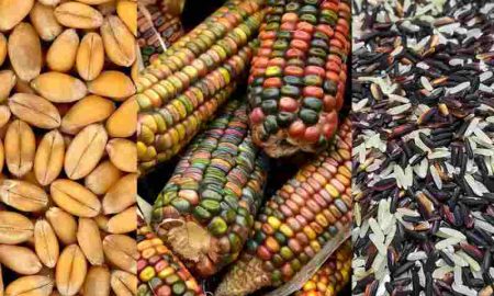 Journée mondiale de l'alimentation...Pourquoi l'Afrique est-elle un continent riche et ses habitants ont-ils faim ?