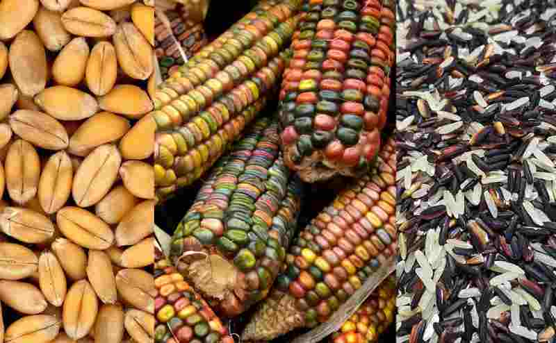 Journée mondiale de l'alimentation...Pourquoi l'Afrique est-elle un continent riche et ses habitants ont-ils faim ?