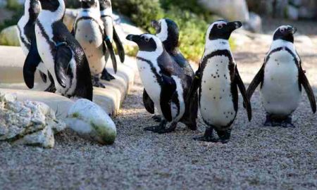 Afrique du Sud : Une maladie aviaire détectée dans une colonie de manchots du Cap