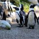 Afrique du Sud : Une maladie aviaire détectée dans une colonie de manchots du Cap