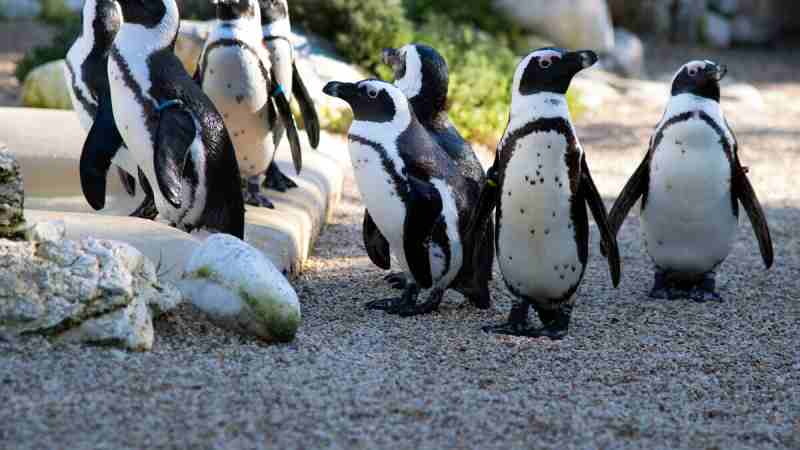 Afrique du Sud : Une maladie aviaire détectée dans une colonie de manchots du Cap