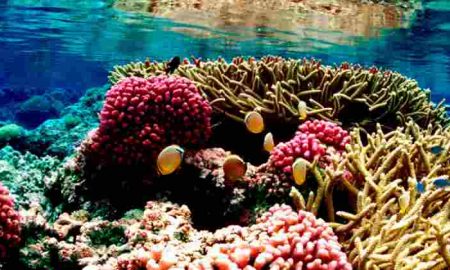 L'Egypte "le dernier refuge des récifs coralliens" face à l'aggravation de la crise climatique