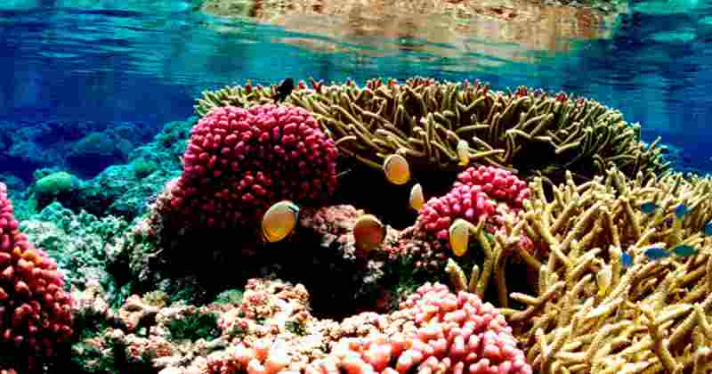 L'Egypte "le dernier refuge des récifs coralliens" face à l'aggravation de la crise climatique