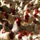 Pénurie d'aliments pour animaux et prix élevés, comment l'Égypte sauve-t-elle la richesse de la volaille ?