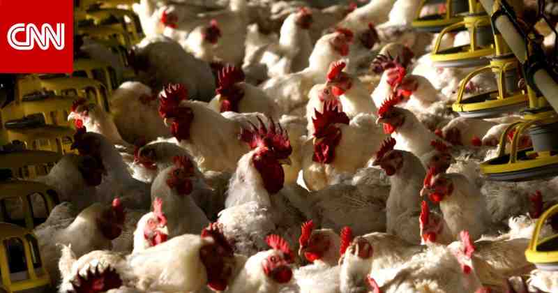 Pénurie d'aliments pour animaux et prix élevés, comment l'Égypte sauve-t-elle la richesse de la volaille ?