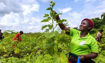 Un nouveau rapport décrit comment la finance numérique peut stimuler l'autonomisation économique des femmes en Afrique