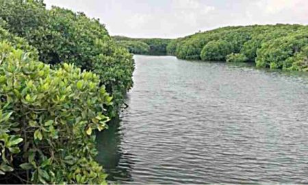 Les mangroves repoussent en Égypte malgré un tourisme intense