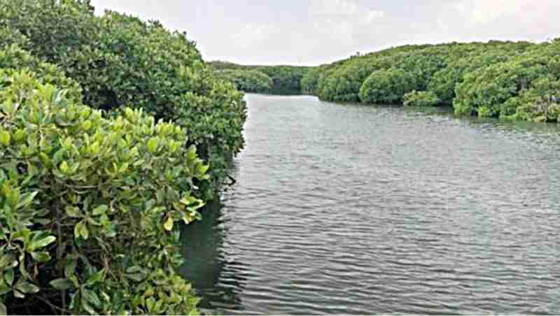 Les mangroves repoussent en Égypte malgré un tourisme intense