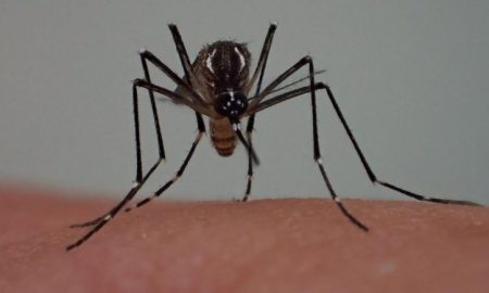 L'OMS lance une nouvelle initiative pour arrêter la propagation des moustiques porteurs du paludisme en Afrique
