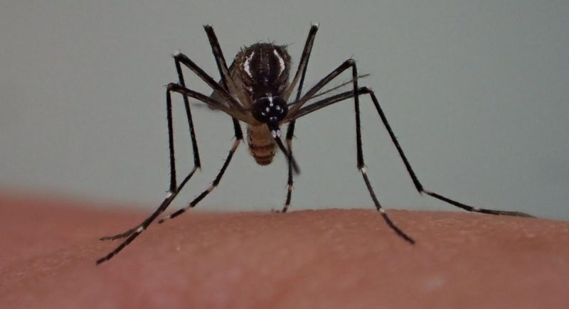 L'OMS lance une nouvelle initiative pour arrêter la propagation des moustiques porteurs du paludisme en Afrique