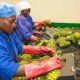 Nestlé s'associe à Africa Food Prize pour renforcer la sécurité alimentaire et la résilience au changement climatique
