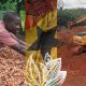 Comment l'extraction de l'or en Afrique menace-t-elle l'industrie du chocolat ?