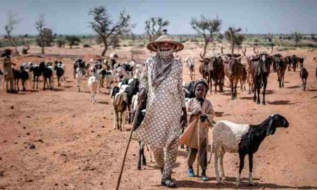 L'élevage est une forme de justice climatique dans les pays de l’Afrique