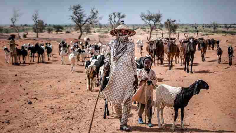 L'élevage est une forme de justice climatique dans les pays de l’Afrique