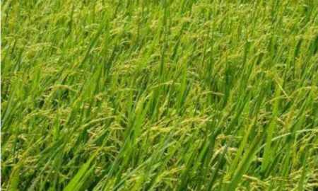 Le Japon alloue 11 millions de dollars pour soutenir la production de riz en Zambie