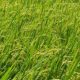 Le Japon alloue 11 millions de dollars pour soutenir la production de riz en Zambie