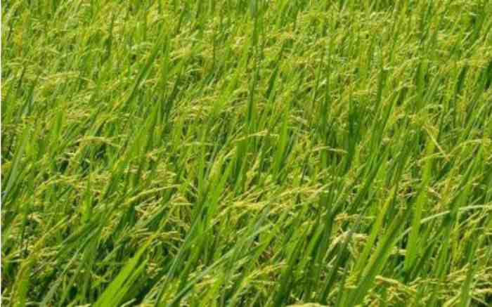 Le Japon alloue 11 millions de dollars pour soutenir la production de riz en Zambie