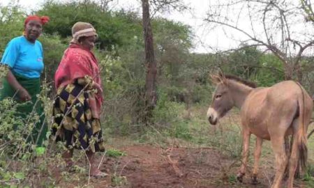 Les ânes au Kenya s'avèrent être un moyen d'autonomisation pour les femmes rurales